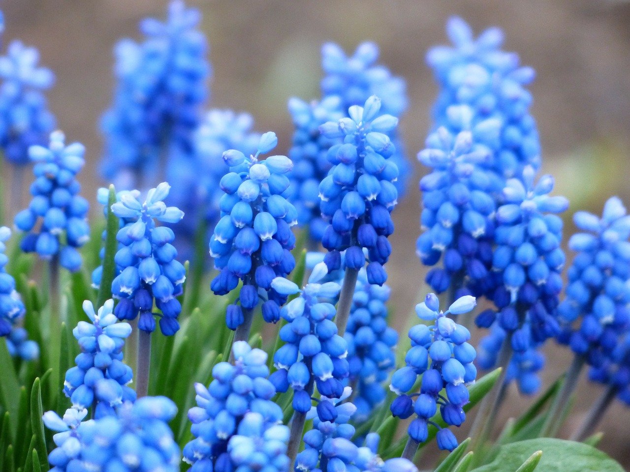 muscari-114578_1280