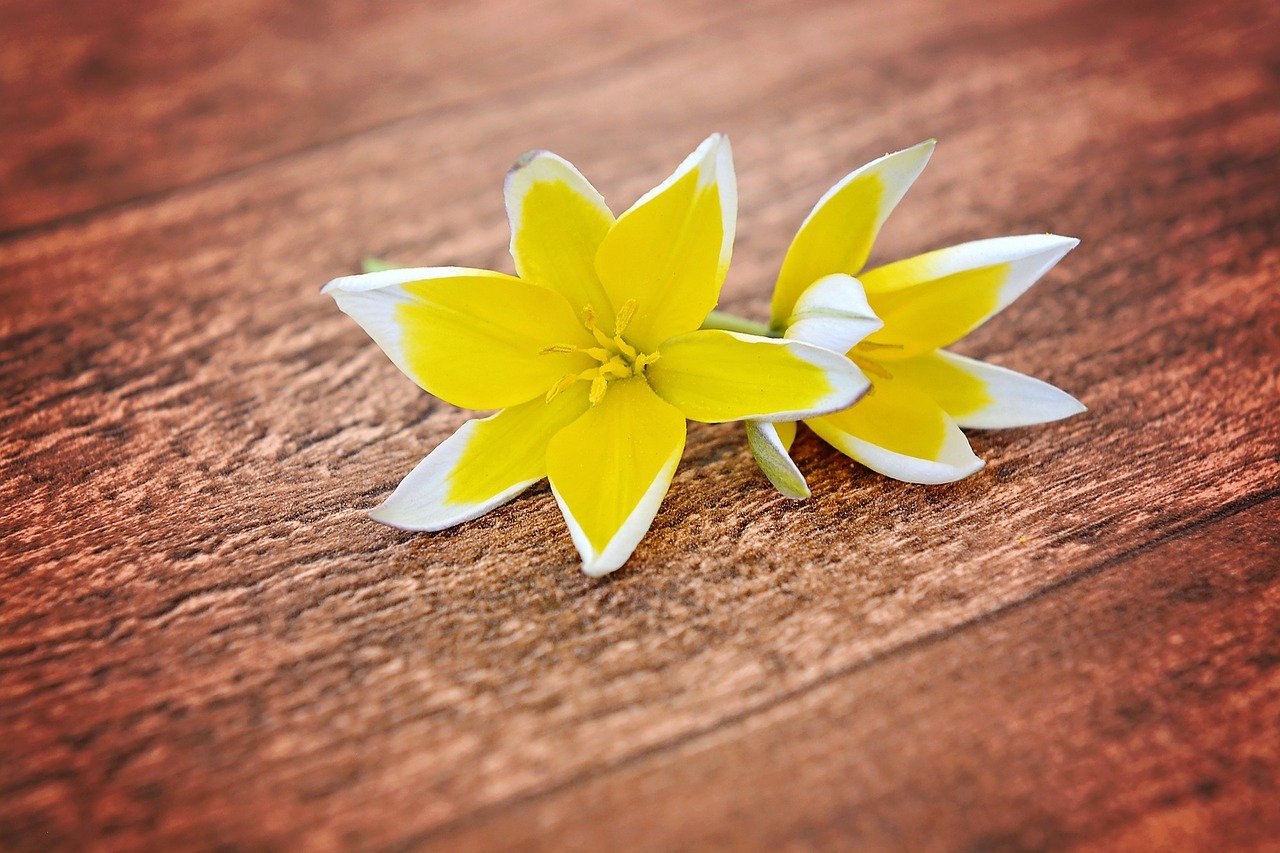 flowers-747206_1280
