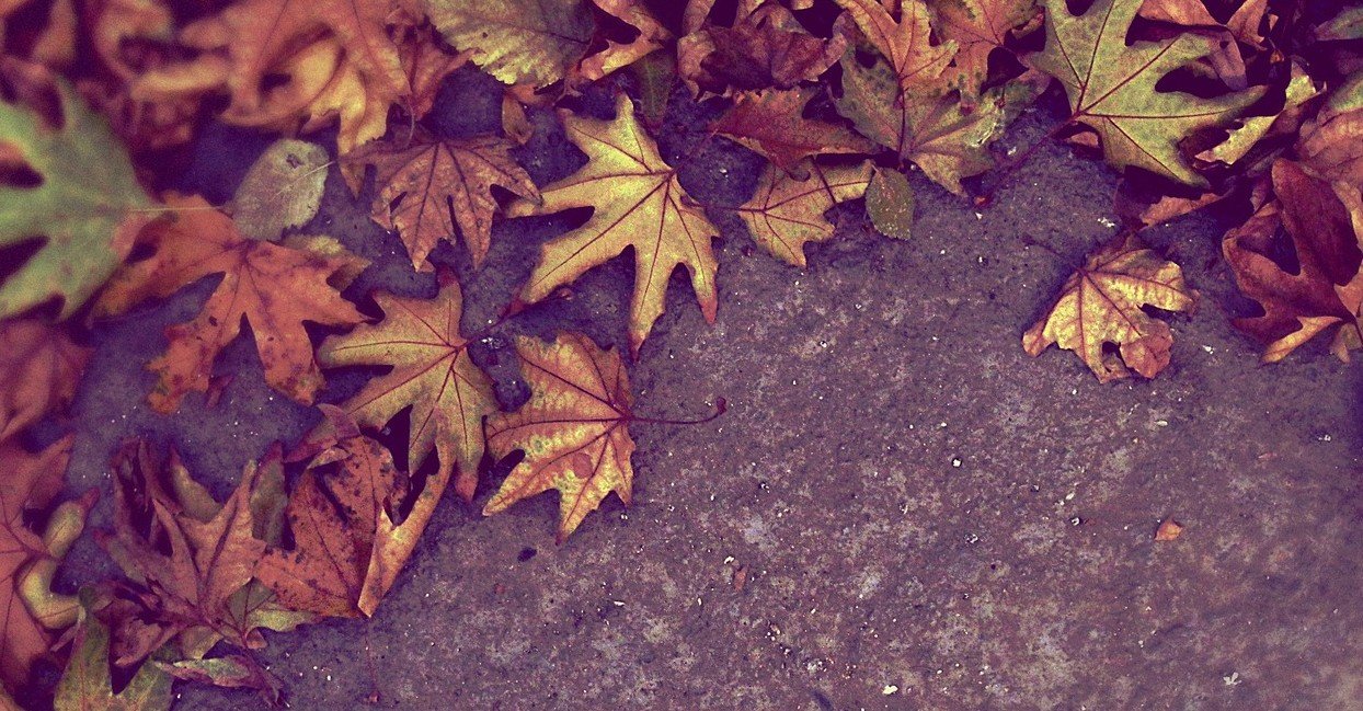 autumn-923836_1280