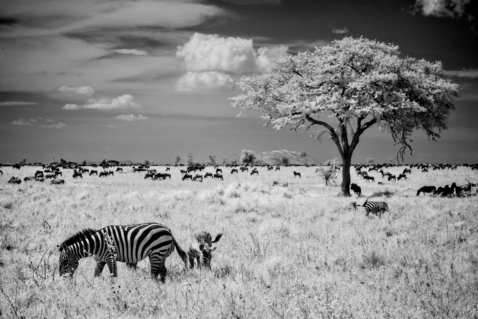 Zebra Mom and Young